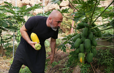 Alanya Papayası Dünya Sofralarında: Türkiye'nin Tropikal Meyve İhracatında Yeni Bir Yıldız Doğuyor!