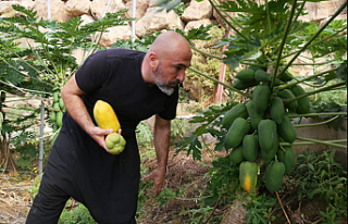 Alanya Papayası Dünya Sofralarında: Türkiye'nin...