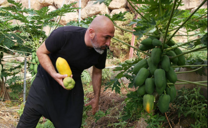 Alanya Papayası Dünya Sofralarında: Türkiye'nin Tropikal Meyve İhracatında Yeni Bir Yıldız Doğuyor!